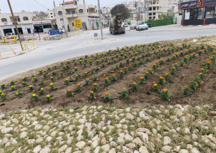 بلدية طولكرم تُجمّل الميادين العامة بأزهار الزينة