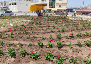 بلدية طولكرم تُجمّل الميادين العامة بأزهار الزينة