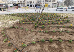 بلدية طولكرم تُجمّل الميادين العامة بأزهار الزينة