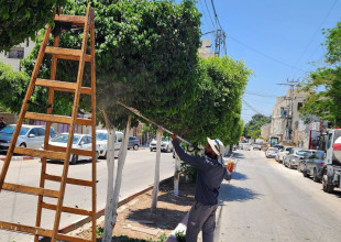 بلدية طولكرم تواصل أعمالها الدورية في تجميل شوارع المدينة والعناية بأشجارها