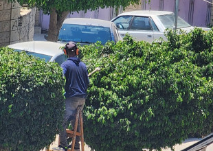 بلدية طولكرم تواصل أعمالها الدورية في تجميل شوارع المدينة والعناية بأشجارها