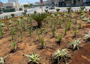 تنفيد طواقم قسم الزراعة والبستنة في بلدية طولكرم أعمال زراعة وتأهيل في دوار حسونة