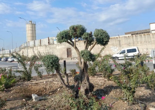 يواصل قسم الزراعة والبستنة في بلدية طولكرم تقليم أشجار المدينة وتجميل شوارعها