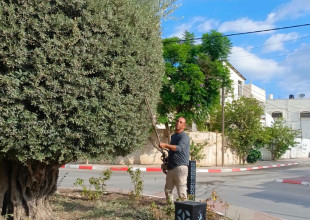 يواصل قسم الزراعة والبستنة في بلدية طولكرم تقليم أشجار المدينة وتجميل شوارعها