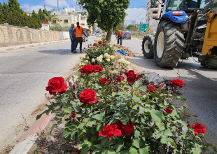 جانب من أعمال قسم الزراعة والبستنة في بلدية طولكرم